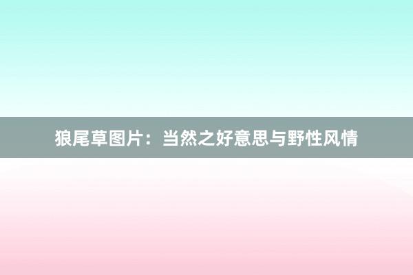 狼尾草图片:当然之好意思与野性风情
